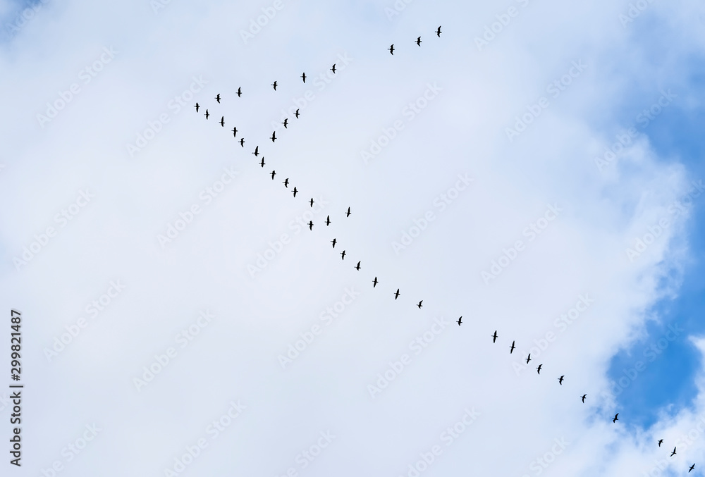 A wedge of cranes in the autumn sky.