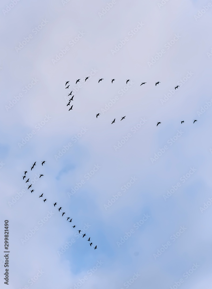 A wedge of cranes in the autumn sky. A wedge of cranes in the autumn sky.