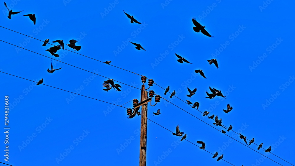 The pillar is electric. Electric wires. Power lines. Crows on wires The pillar is electric. Electric wires. Power lines. Crows on wires