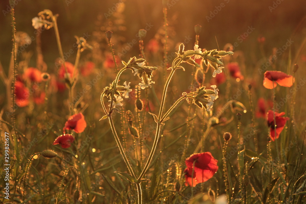 Fototapeta premium poppies