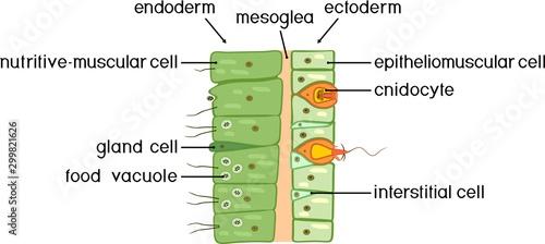 Hydra body wall structure. Educational material for lesson of zoology