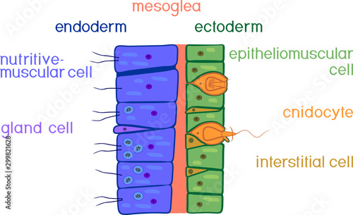 Hydra body wall structure. Educational material for lesson of zoology