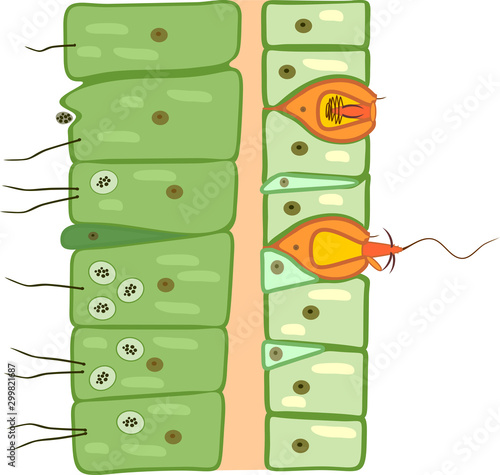 Hydra body wall structure. Educational material for lesson of zoology