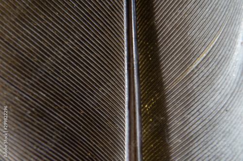 very detailed macro of the pigeon feather inside the isolated, clean studio