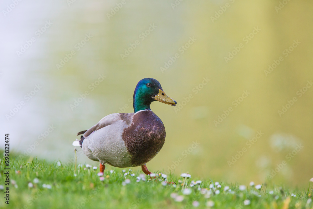 Mallard (Anas platyrhynchos) standing on the shore, male wild duck Mallard (Anas platyrhynchos) standing on the shore, male wild duck