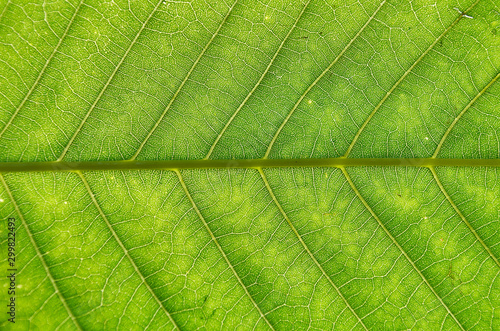 Close up of green leaf texture. Green leaves background.