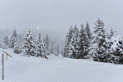 snowing and snow covered pine forest © Napat_v.A.