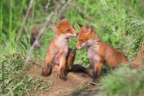 Obraz na plátně Red fox, vulpes vulpes, small young cubs near den curiously weatching around
