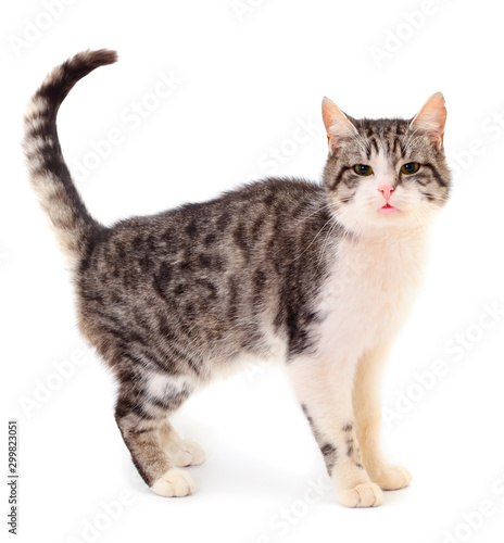 Wallpaper Mural Gray house cat. Torontodigital.ca