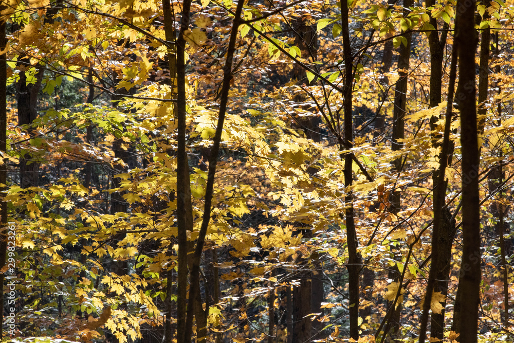 Fototapeta premium autumn in the park