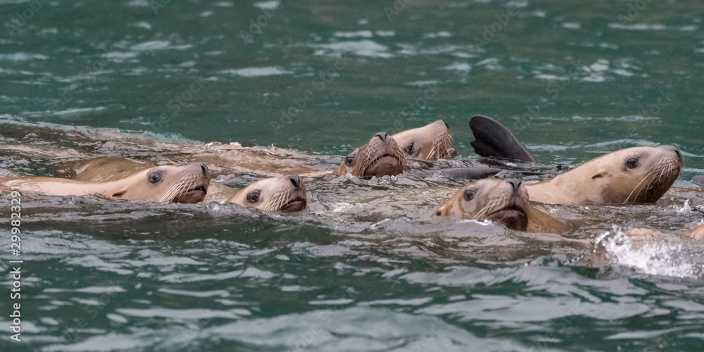 Fototapeta premium A group of Steller sea lions (Eumetopias jubatus) swimming in the ocean off the coast of Alaska, USA.