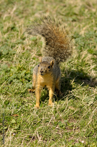 angry squirrel © Elizabeth