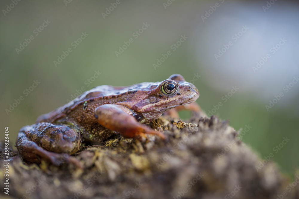 Obraz premium Rana temporaria - European common frog