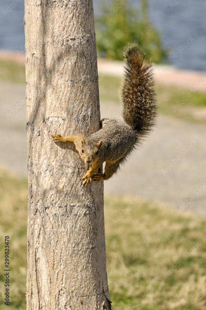 squirrel squirrel