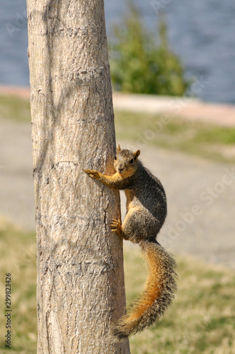squirrel