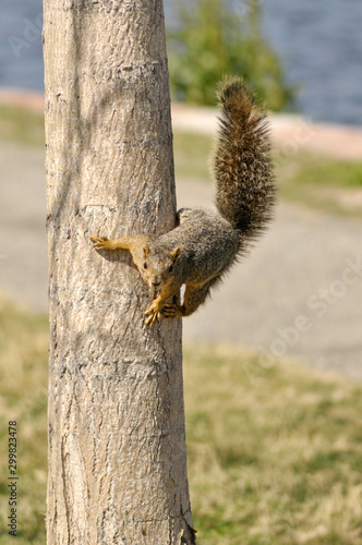 squirrel