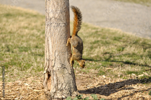 squirrel on tree