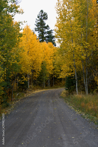 Mountain pass going thru a aspen grove in the fall