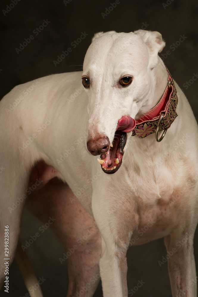 Portrait of the white greyhound breed dog Portrait of the white greyhound breed dog