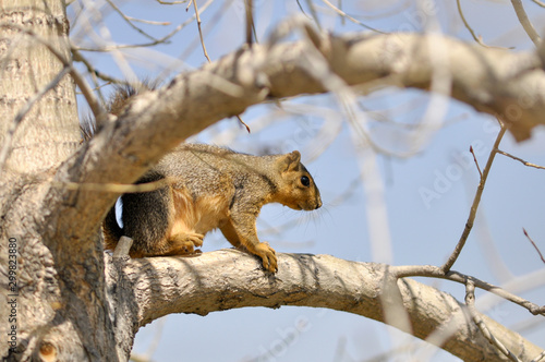 squirrel on tree
