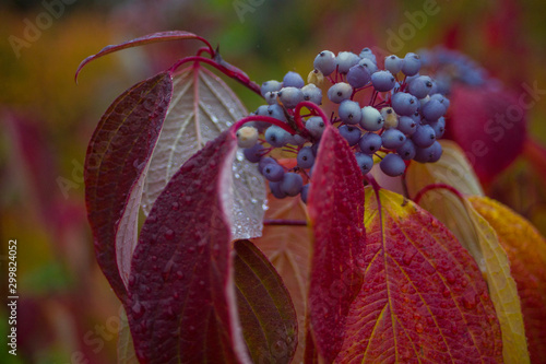 blue berries with red leaves