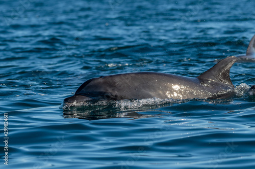 Bottlenose Dolphin  Tursiops truncatus  on the surface off the coast of Baja California  Mexico.