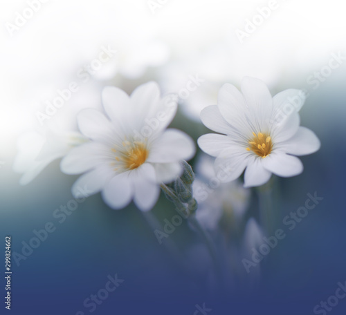 Beautiful Blue Nature Background.Colorful Artistic Wallpaper.Natural Macro Photography.Beauty in Nature.Creative Floral Art.Tranquil nature closeup view.Blurred space for your text.Abstract Photo.Love