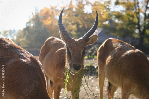Fototapeta Naklejka Na Ścianę i Meble -  podczas jedzenia