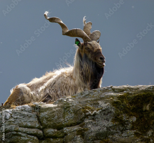 screw horn goat on the rock