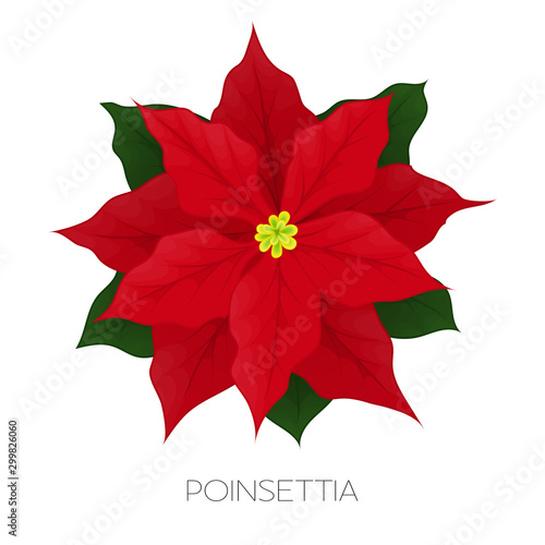 Poinsettia flower isolated on white. Icon for Christmas or New Year greeting card design. Vector cartoon poinsettia with star flower and leaf for winter holiday decoration. Vector illustration.