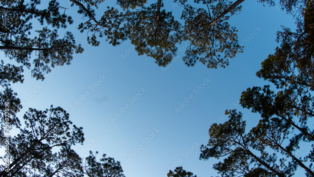 Bright sky under the trees Bright sky under the trees