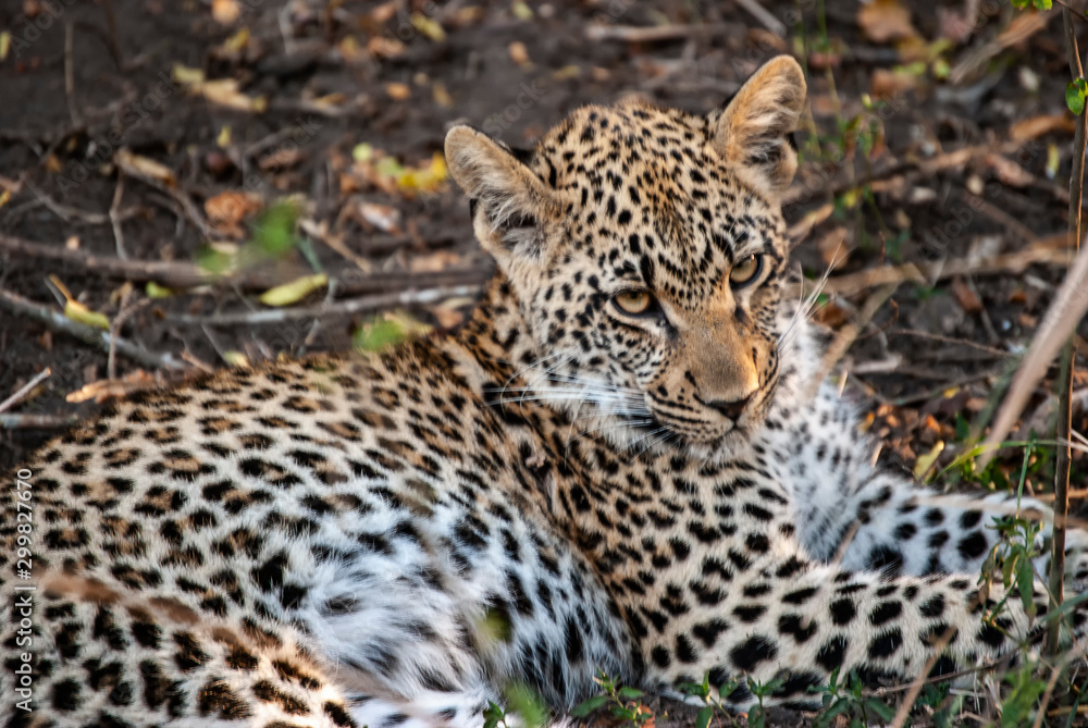 A Leopard (Panthera pardus) resting A Leopard (Panthera pardus) resting