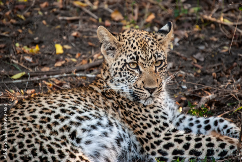 Fototapeta premium A Leopard (Panthera pardus) resting