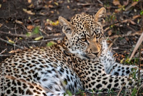 A Leopard  Panthera pardus  resting