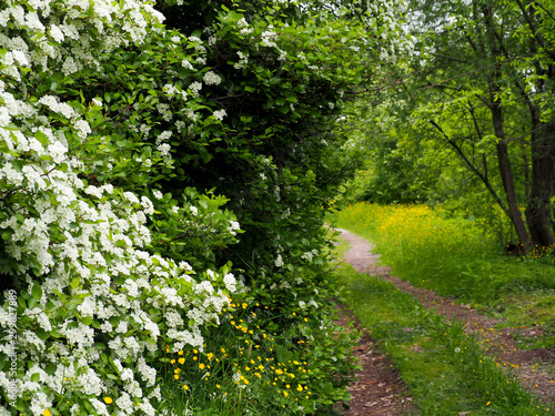 Fototapeta Naklejka Na Ścianę i Meble -  garden path in spring
