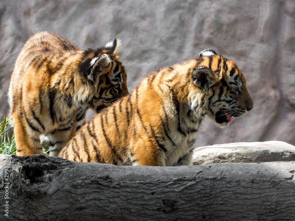 Two tiger cubs watching their world Two tiger cubs watching their world