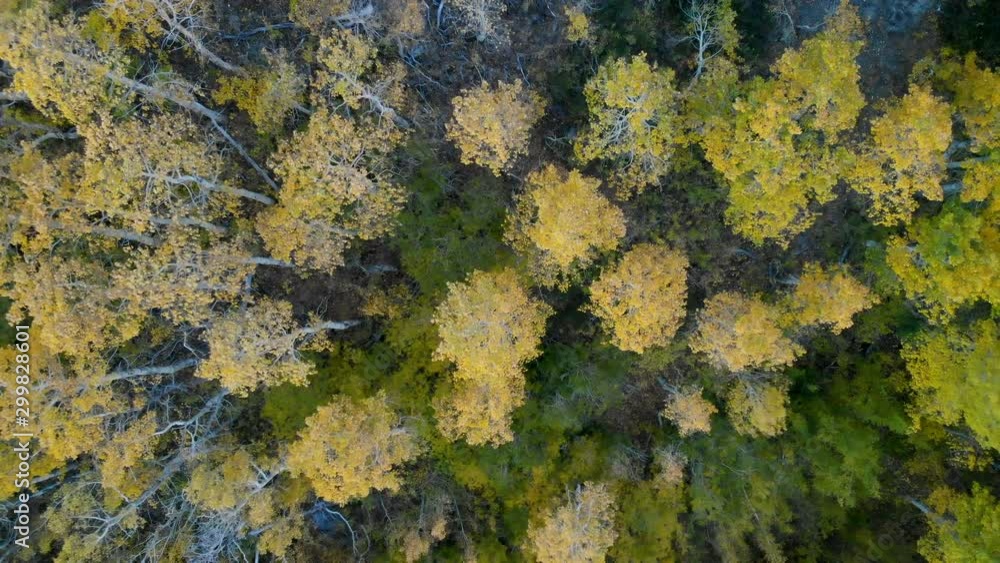 Aerial Shot of Aspen Grove in Valley in Sierra Nevada -Fly Over 2/2- Aerial Shot of Aspen Grove in Valley in Sierra Nevada -Fly Over 2/2-