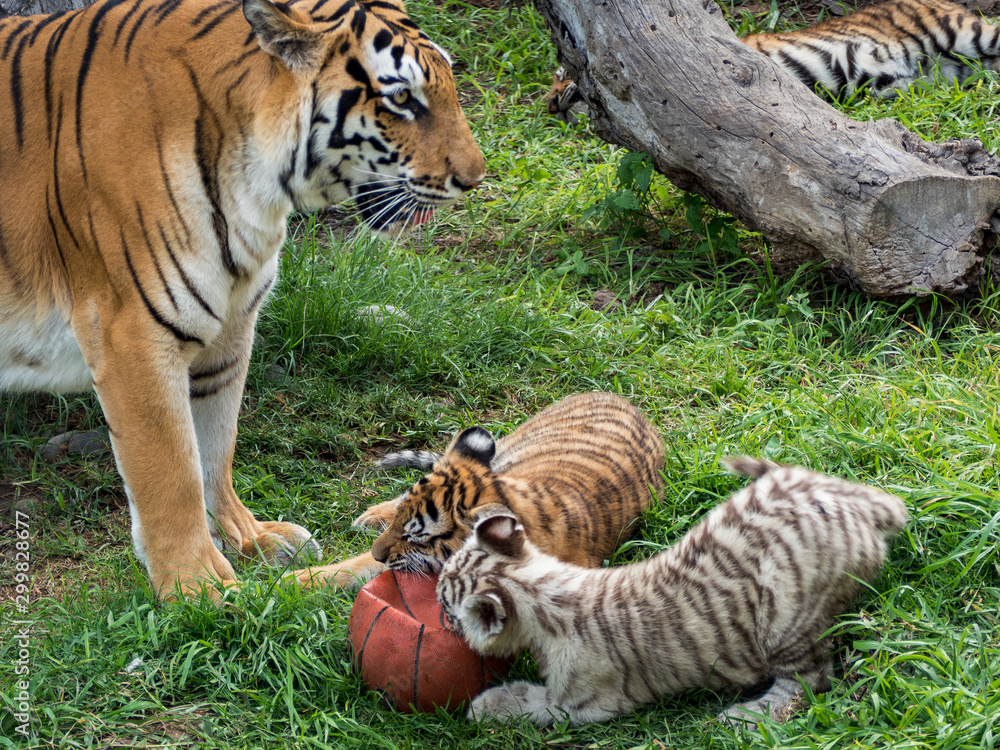 Fototapeta premium A tiger mother with her cubs in captivity
