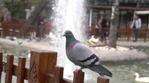 A pigeon takes off from wooden fences in slow motion
