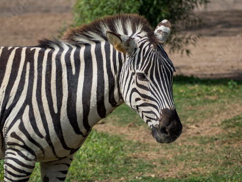 A portrait of a zebra in captivity © Jose Guillermo H.