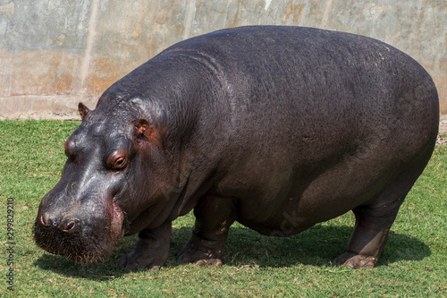 Hippo on gras in zoo