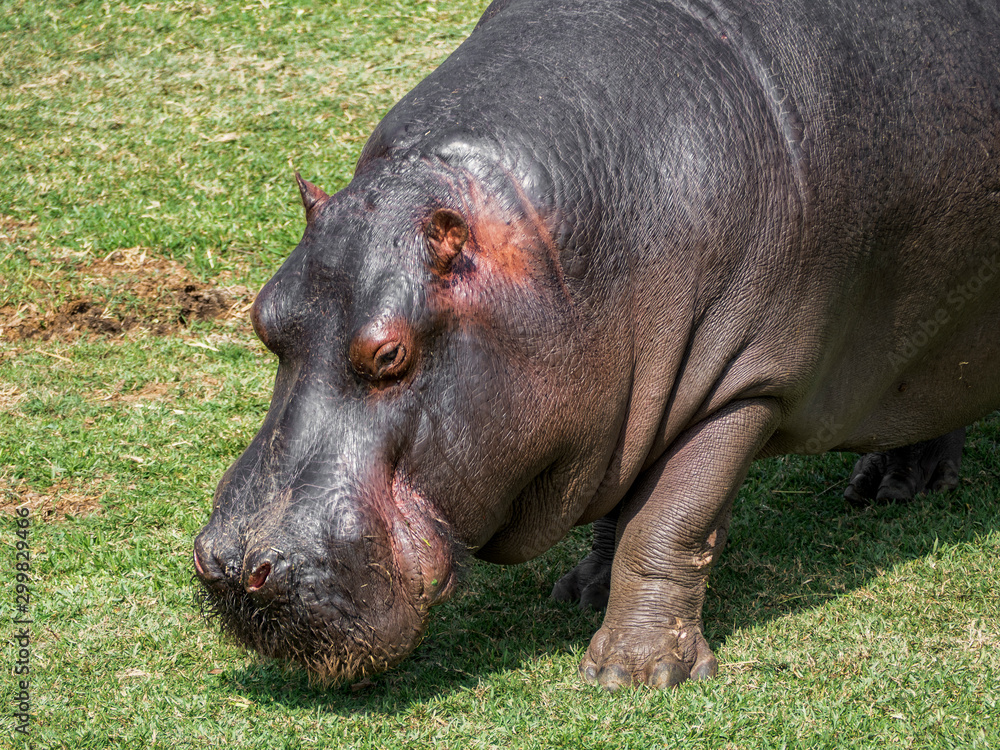 Hippo on gras in zoo Hippo on gras in zoo