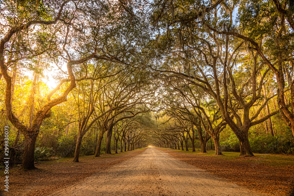 A stunning, long path lined with ancient live oak trees draped in spanish moss in the warm, late afternoon near Savannah, Georgia...