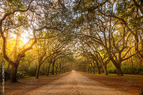 Fototapeta Naklejka Na Ścianę i Meble -  A stunning, long path lined with ancient live oak trees draped in spanish moss in the warm, late afternoon near Savannah, Georgia...