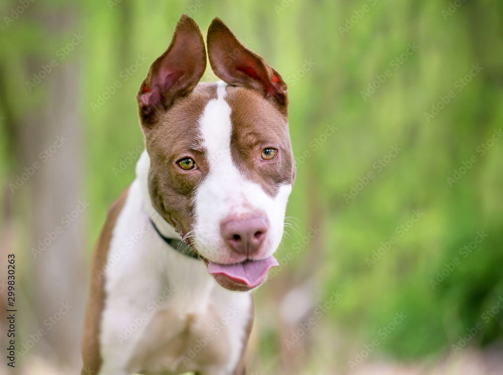 A red and white Pit Bull Terrier mixed breed dog with floppy upright ears