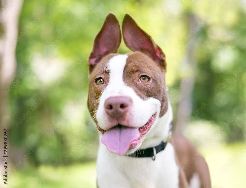 A red and white Pit Bull Terrier mixed breed dog with floppy upright ears