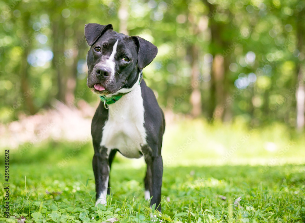 A black and white Pit Bull Terrier mixed breed dog standing outdoors and listening with a head tilt