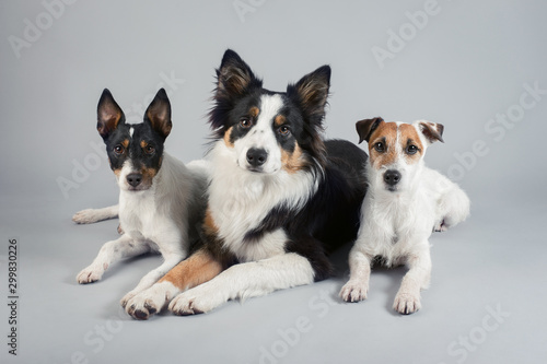 Border Collie, Parson Russel Terrier, Jack Russel Terrier, three dogs looking at the camera on grey studio background