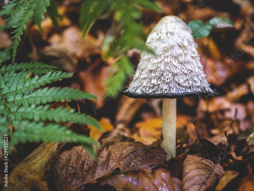 Pilz Portrait