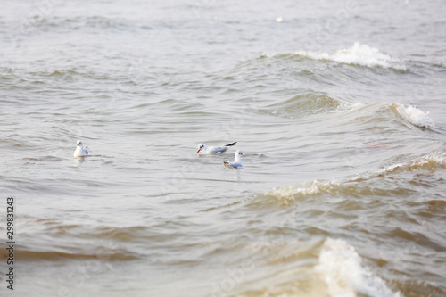 Seagull foraging in the big sea